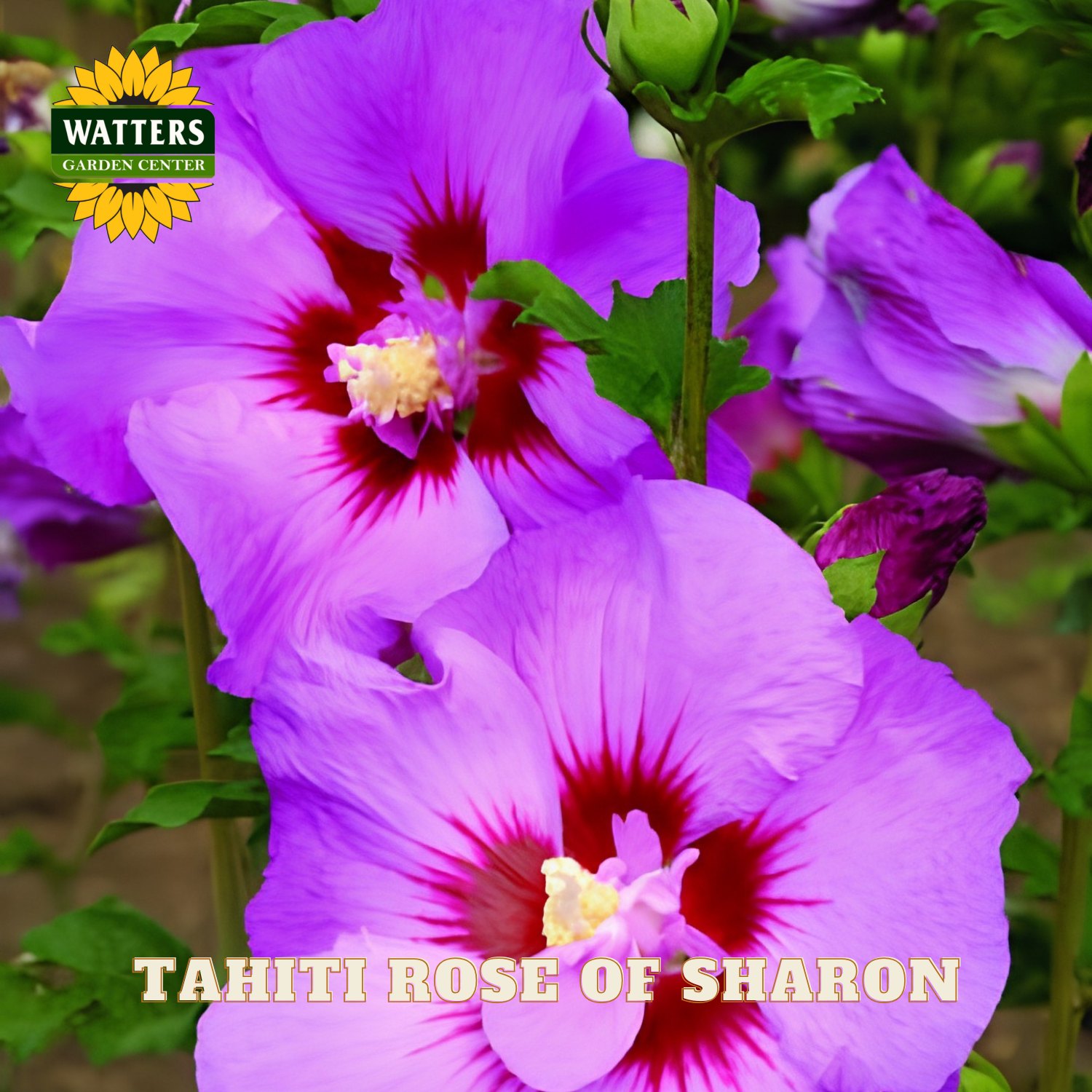 Purple flowers with red centers and green leaves, branded with Watters Garden Center.