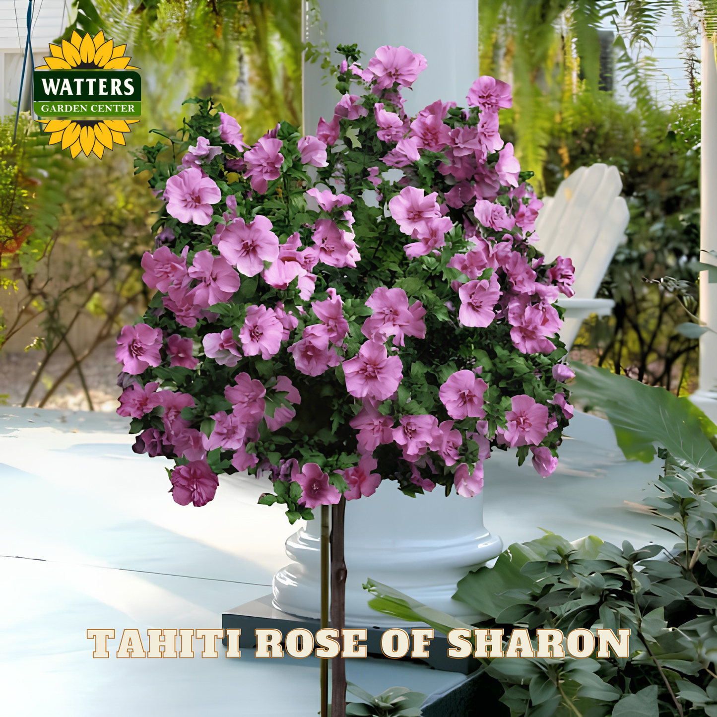 Bouquet of pink flowers labeled 'Tahiti Rose of Sharon' with Watters Garden Center branding.