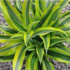 LEMON LIME DRACAENA 10in