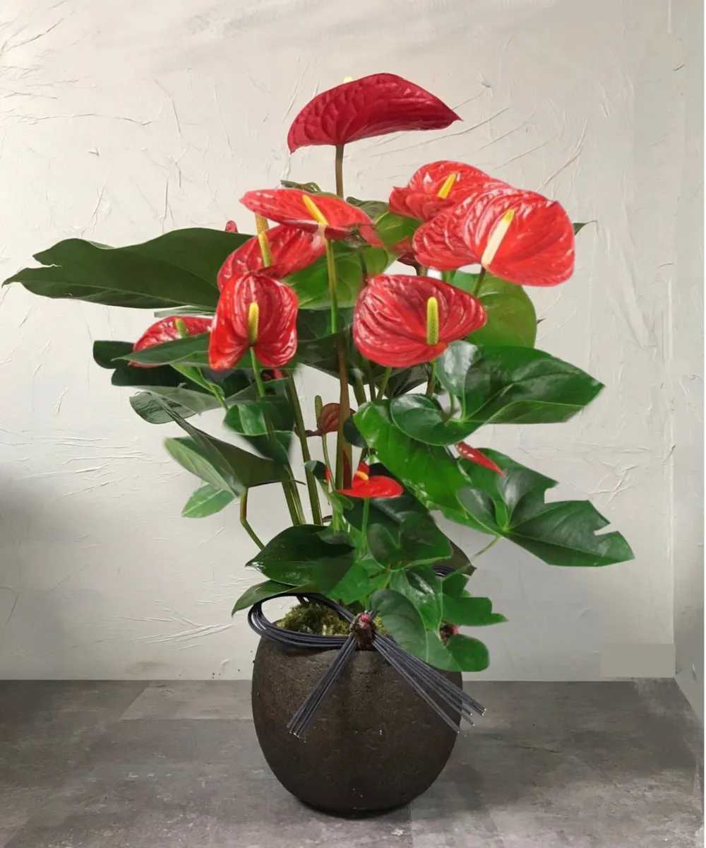 ANTHURIUM 4 IN. ASSORTED