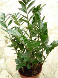 ZZ PLANT 6in