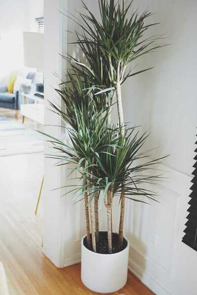 TARZAN DRACAENA BUSH 10in