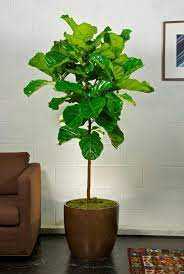 FIDDLE FIG TREE 14 IN.