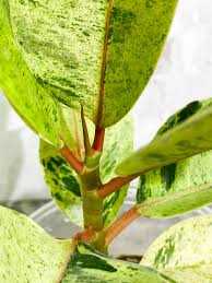 MARBLE RUBBER PLANT 8in