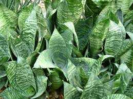 ASSORTED SNAKE PLANT 8in