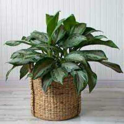 CHINESE EVERGREEN 6in