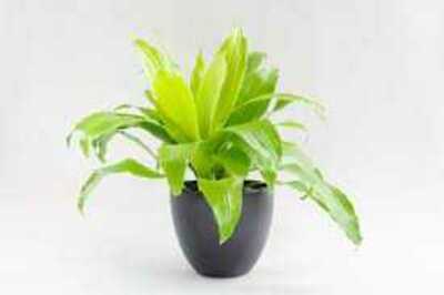 DRACAENA LIMELIGHT 8 IN.