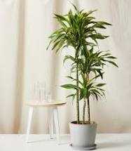 DRACAENA WARNECKII 4in