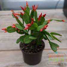 EASTER CACTUS 4in