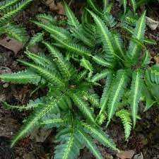 EAST INDIAN HOLLY FERN 6in