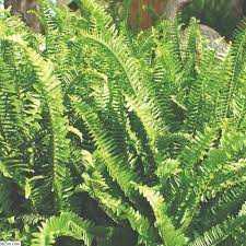 KIMBERLY QUEEN FERN 6in