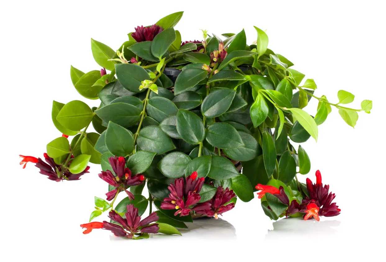 RED LIPSTICK PLANT 6in