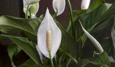 DOMINO PEACE LILY 6in