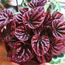 RED LUNA PEPEROMIA 6in