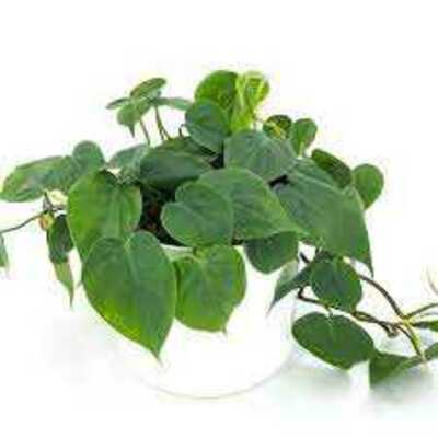 CORDATUM PHILODENDRON 6in
