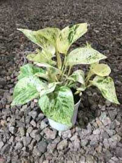 MARBLE QUEEN POTHOS 6in