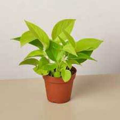 NEON POTHOS 4in