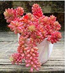 SEDUM PINK JELLY BEAN 6 IN