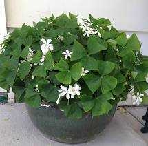 SHAMROCK 6in