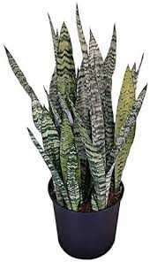 SNAKE PLANT 6in