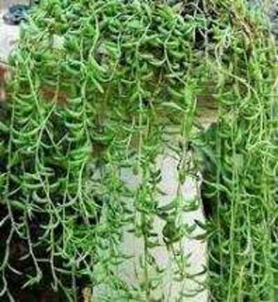 STRING OF BANANAS 6 IN.