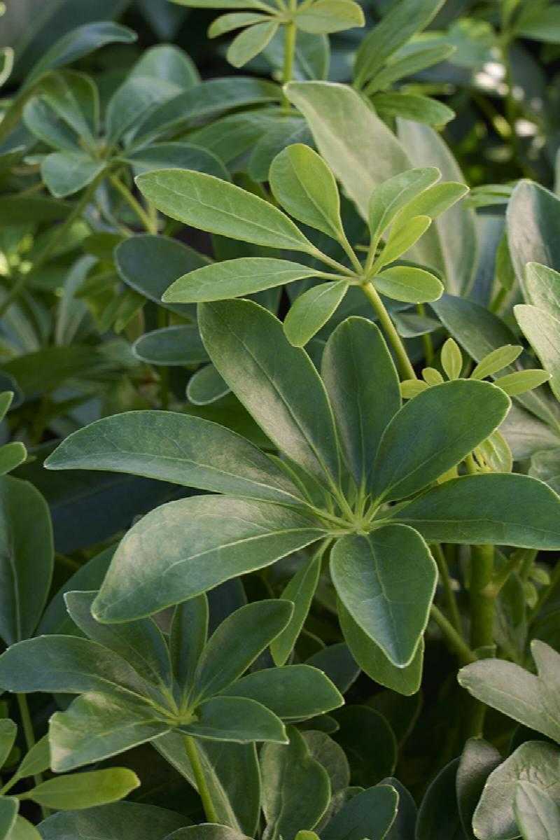 SCHEFFLERA ARBORICOLA 6in