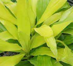 DRACAENA LIMELIGHT 8 IN.