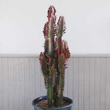 ASSORTED CACTUS & SUCCULENTS 4in