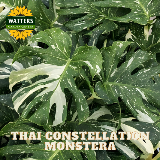 Thai Constellation Monstera plant with Watters Garden Center logo