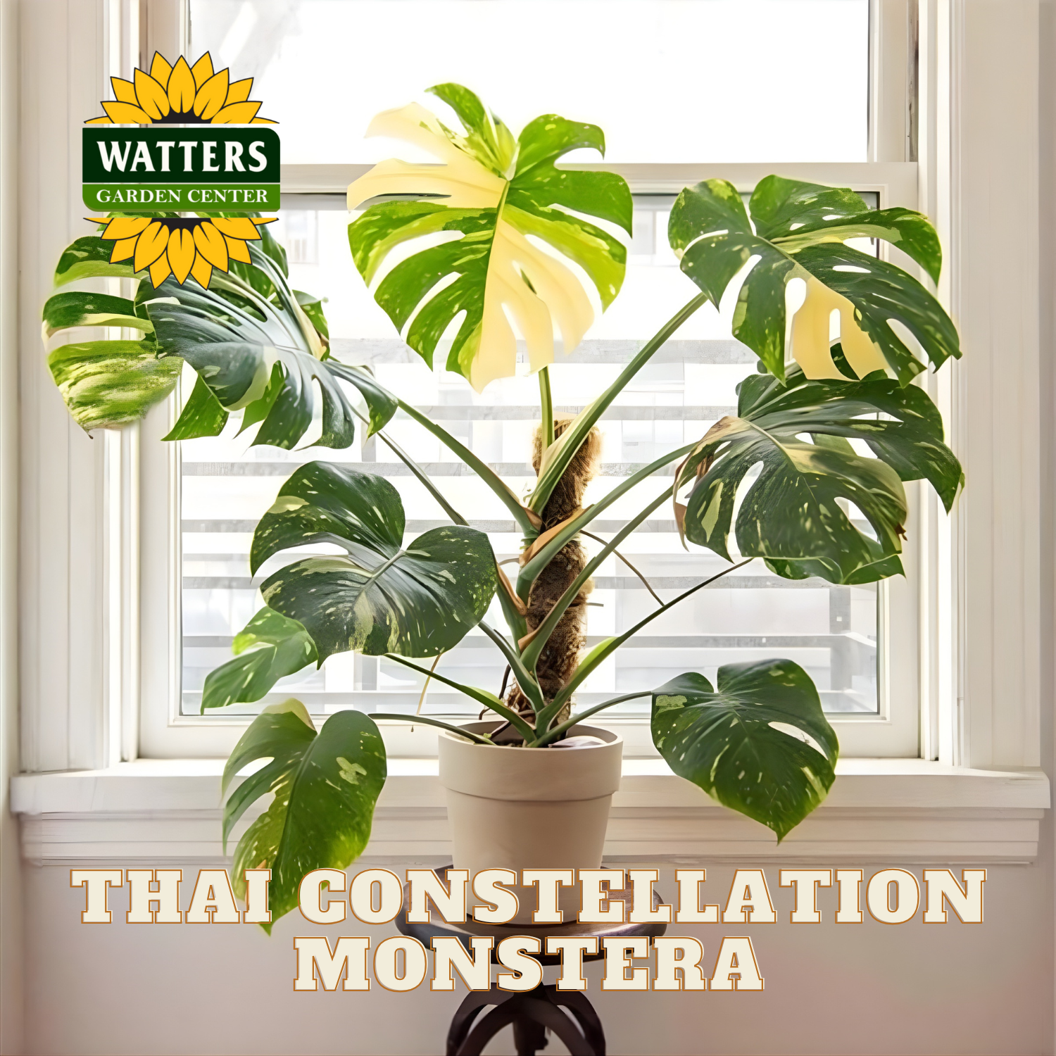 Thai Constellation Monstera plant in a pot with Watters Garden Center branding.