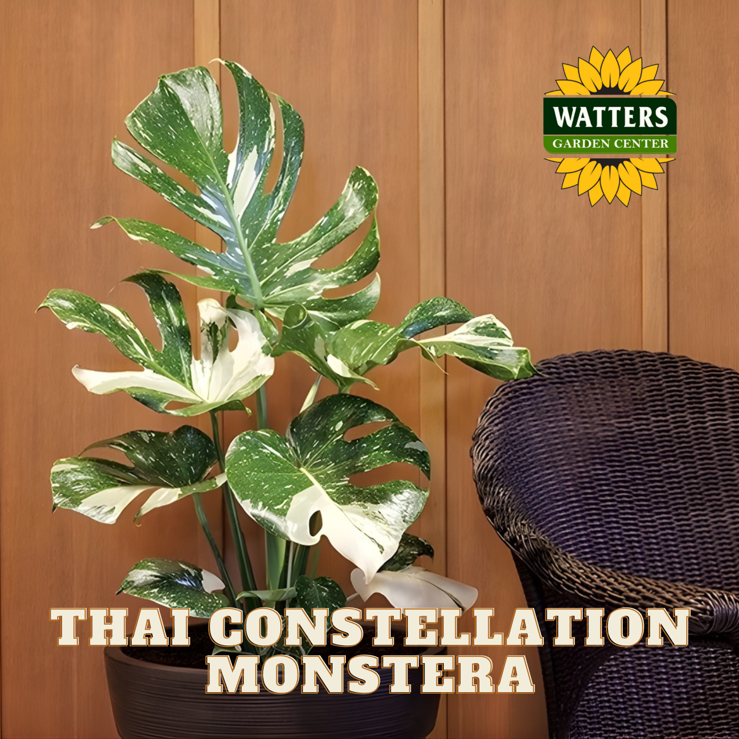 Thai Constellation Monstera plant in a pot with Watters Garden Center logo on a wooden background