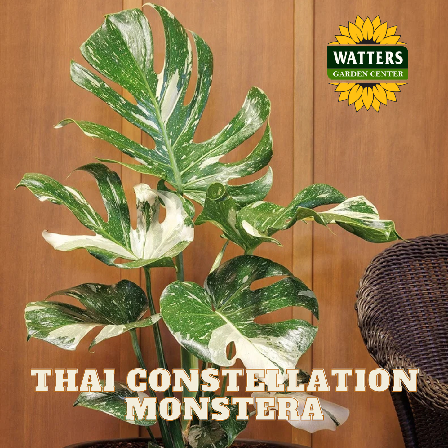 Thai Constellation Monstera plant with Watters Garden Center logo on a wooden background
