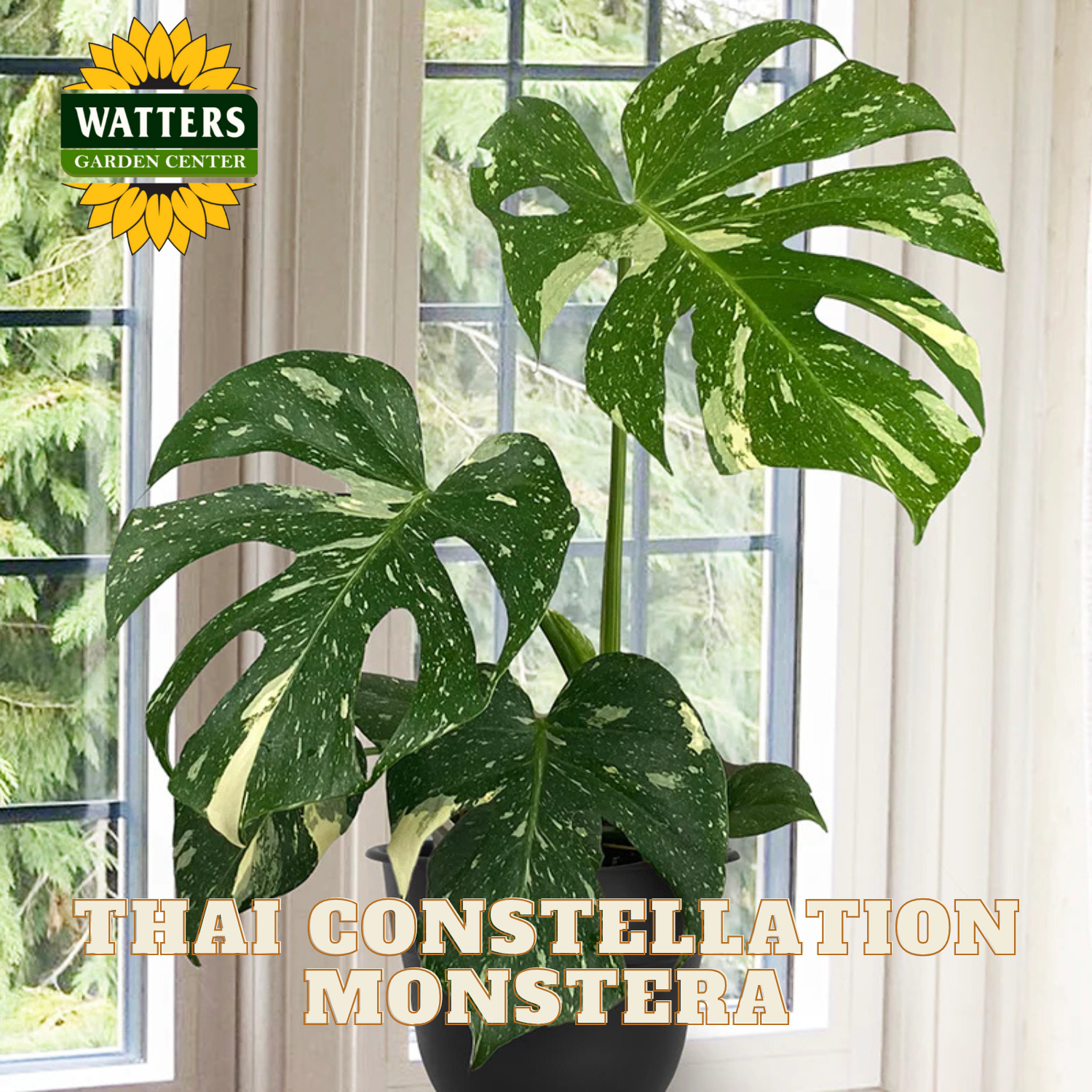 Thai Constellation Monstera plant in a pot with a window in the background, featuring Watters Garden Center branding.