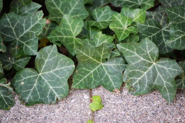 THORNDALE ENGLISH IVY 1gal STAKED