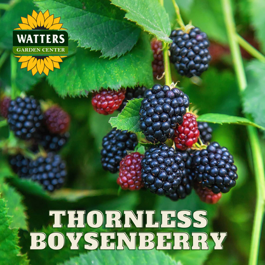 THORNLESS BOYSENBERRY 1gal