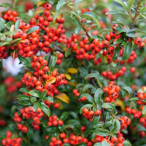 AUTUMN INFERNO COTONEASTER 3gal