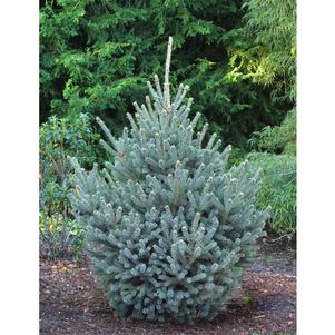 BLUE DIAMOND SPRUCE TREE 15gal