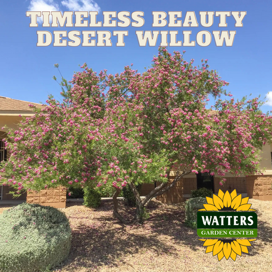 TIMELESS BEAUTY DESERT WILLOW 5gal