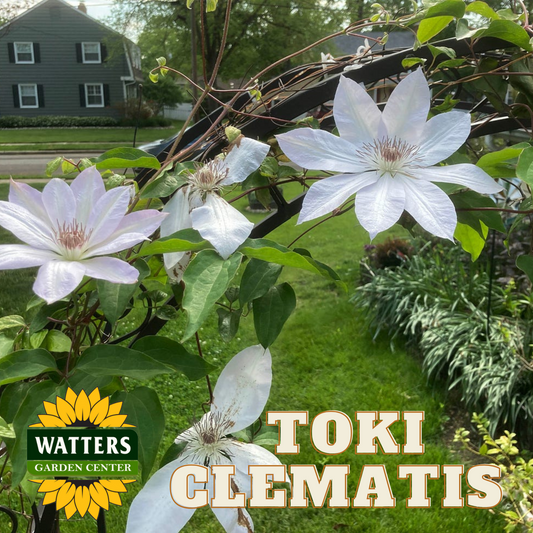 TOKI CLEMATIS 2gal