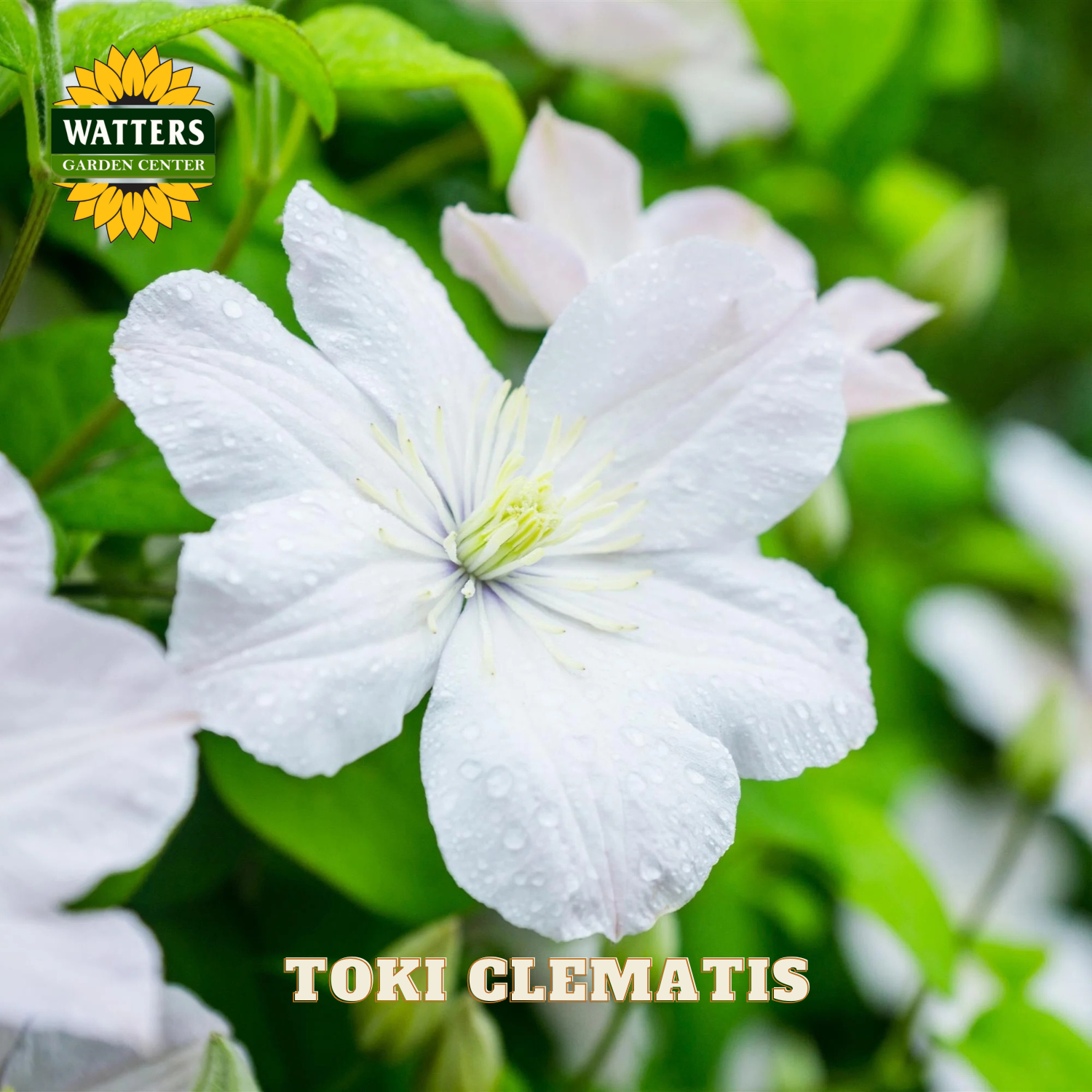 White clematis flower with water droplets on green leaves, featuring Watters Garden Center logo.