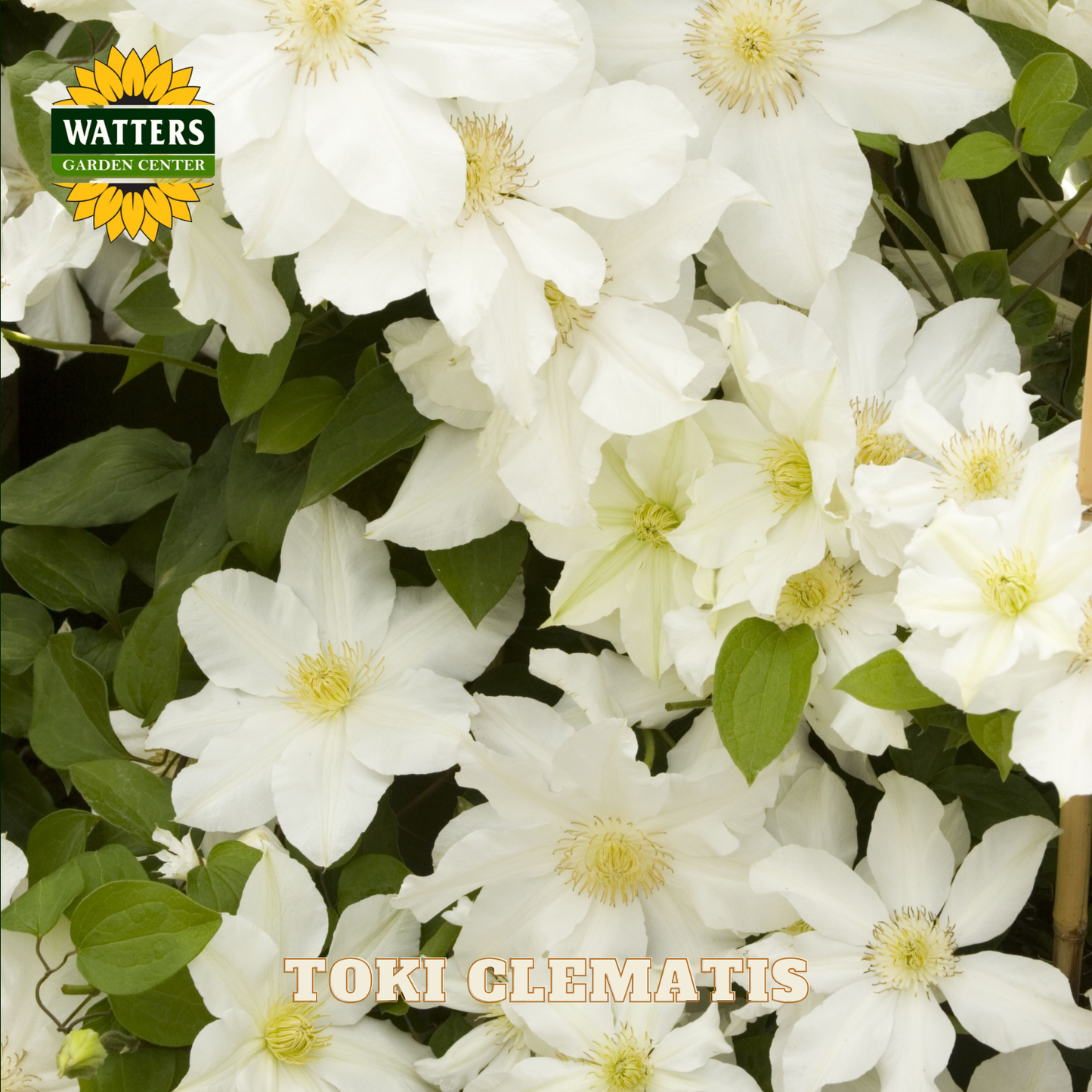 White flowers with green leaves and Watters Garden Center logo.