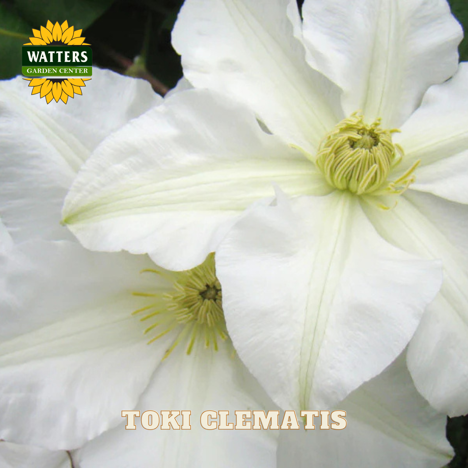 Close-up of white clematis flowers with 'Watters Garden Center' logo.