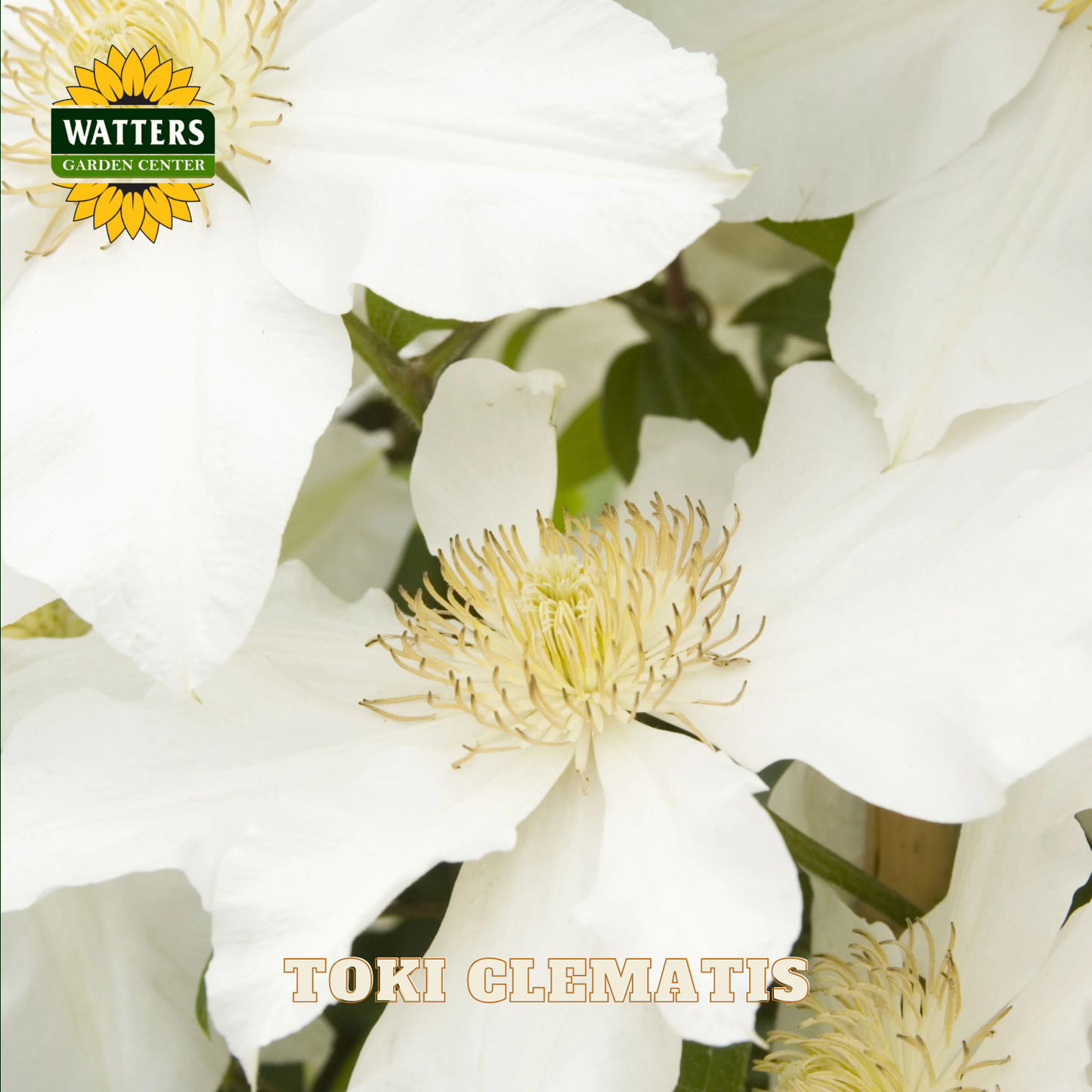 Close-up of white flowers with green leaves, featuring Watters Garden Center logo.