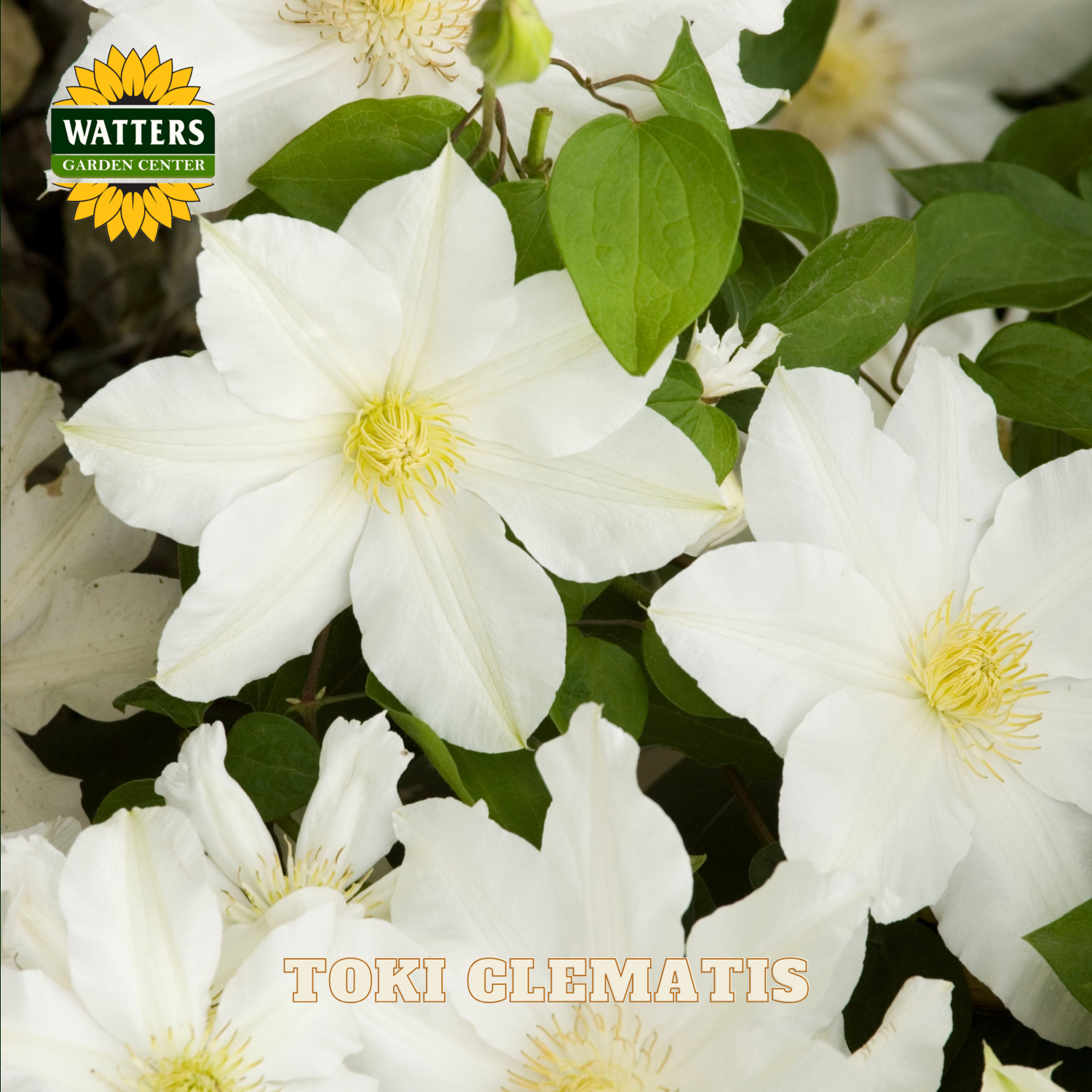 White clematis flowers with green leaves and Watters Garden Center logo.
