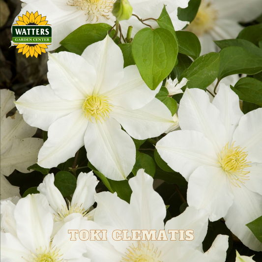 White clematis flowers with green leaves and Watters Garden Center logo.