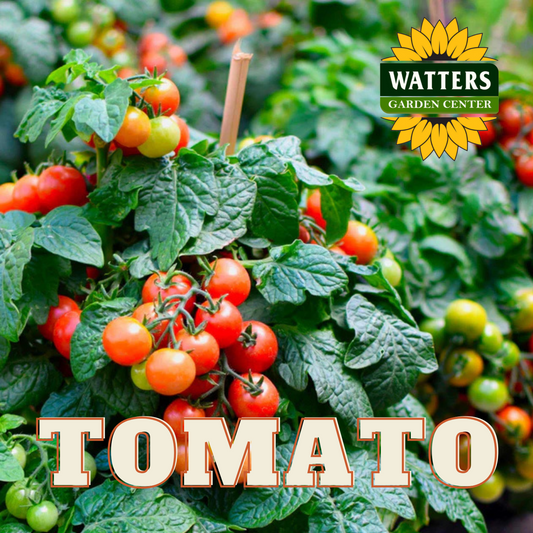 TOMATO PLANT 4in