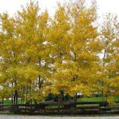 QUAKING ASPEN TREE CLUMP  10gal