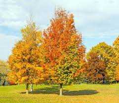 ARMSTRONG MAPLE TREE 10gal