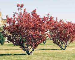AMUR FLAME MAPLE TREE 15gal
