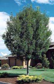 RAYWOOD ASH TREE 1.75"Grow Box/Bag